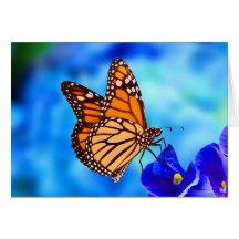 Monarch Butterfly-Karte