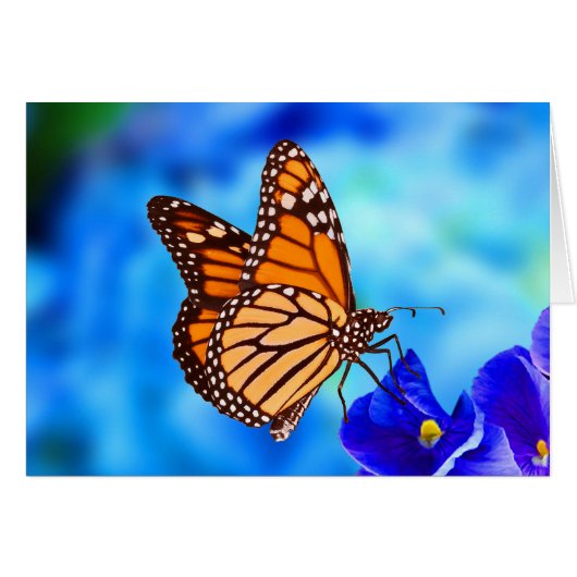Monarch Butterfly-Karte (Vorderseite (Horizontal))