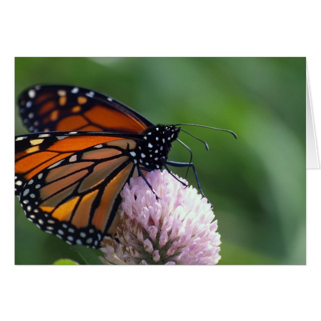 Monarch Butterfly - Karten (Vorderseite (Horizontal))