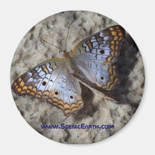 Monarch Butterfly Kühlschrank Magnet Button