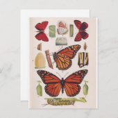 Monarch Butterfly-Lebenszyklus Postkarte (Vorne/Hinten)