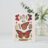 Monarch Butterfly-Lebenszyklus Postkarte (Stehend Vorderseite)