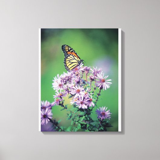 Monarch Butterfly Leinwanddruck (Vorderseite)