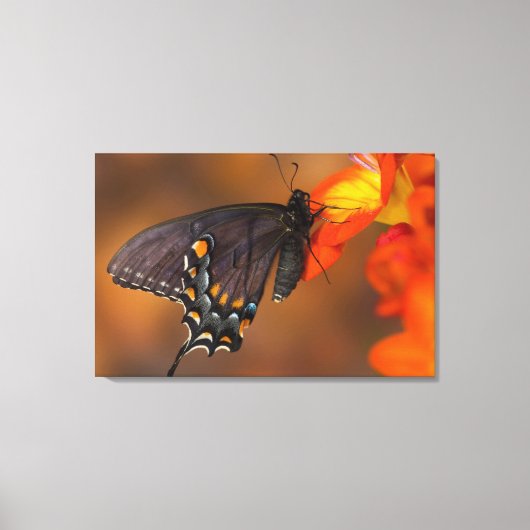 Monarch Butterfly Leinwanddruck (Vorderseite)