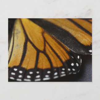 Monarch Butterfly Macro Postkarte