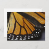 Monarch Butterfly Macro Postkarte (Vorne/Hinten)
