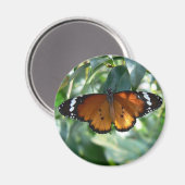 Monarch Butterfly Magnet (Vorderseite/Rückseite)