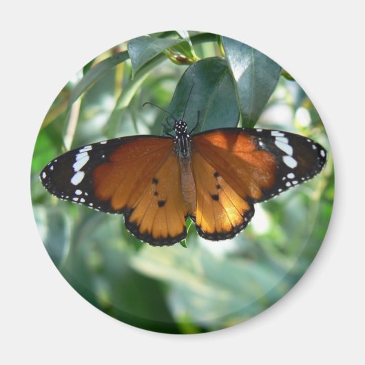Monarch Butterfly Magnet (Vorne)