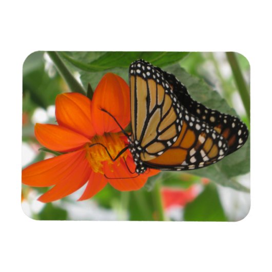 Monarch Butterfly Magnet (Horizontal)