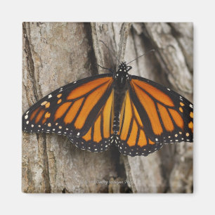 Monarch Butterfly Magnet