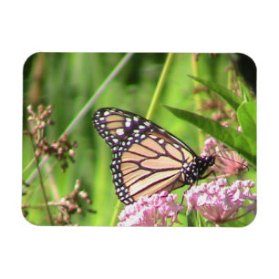 Monarch Butterfly Magnet