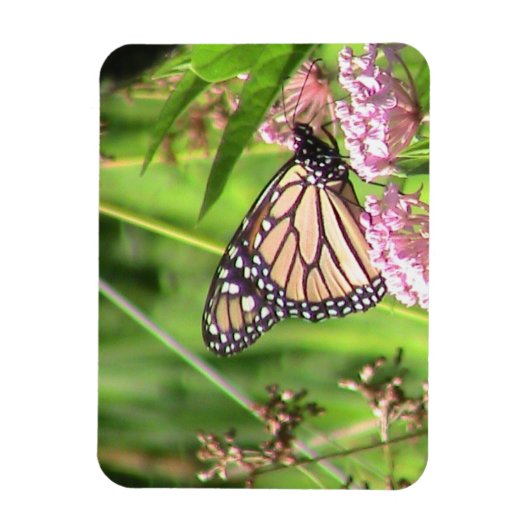 Monarch Butterfly Magnet (Vertikal)
