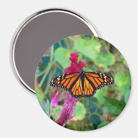 Monarch Butterfly Magnet (Vorderseite/Rückseite)