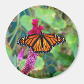 Monarch Butterfly Magnet (Vorne)
