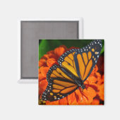 Monarch Butterfly Magnet (Vorderseite/Rückseite)