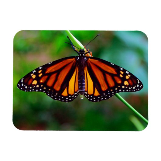 Monarch Butterfly Magnet (Horizontal)