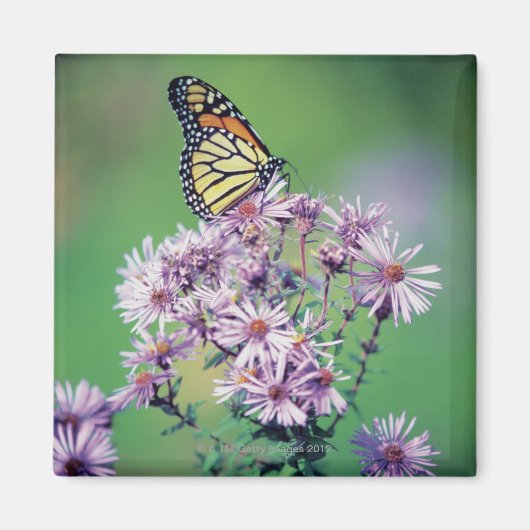 Monarch Butterfly Magnet (Vorne)