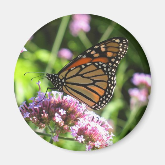 Monarch Butterfly Magnet (Vorne)