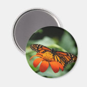 Monarch Butterfly Magnet (Vorderseite/Rückseite)