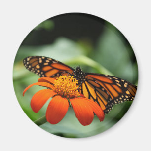 Monarch Butterfly Magnet