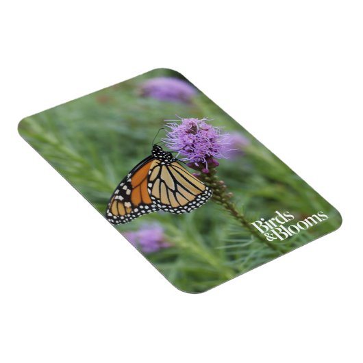 Monarch Butterfly Magnet (Rechte Seite)