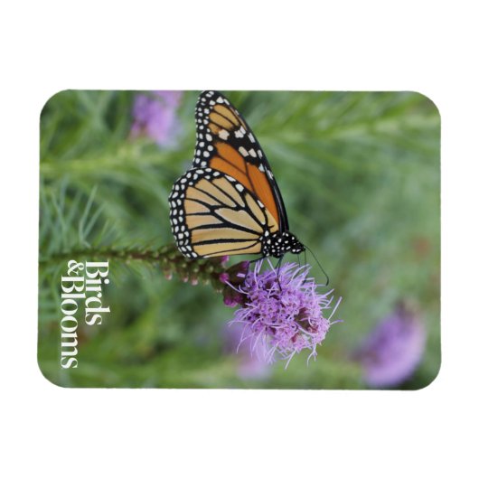 Monarch Butterfly Magnet (Horizontal)