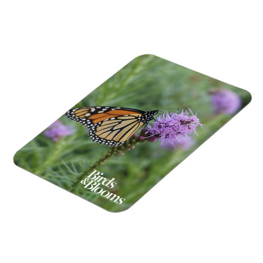 Monarch Butterfly Magnet (Linke Seite)