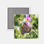 Monarch Butterfly Magnet (Vorderseite/Rückseite)