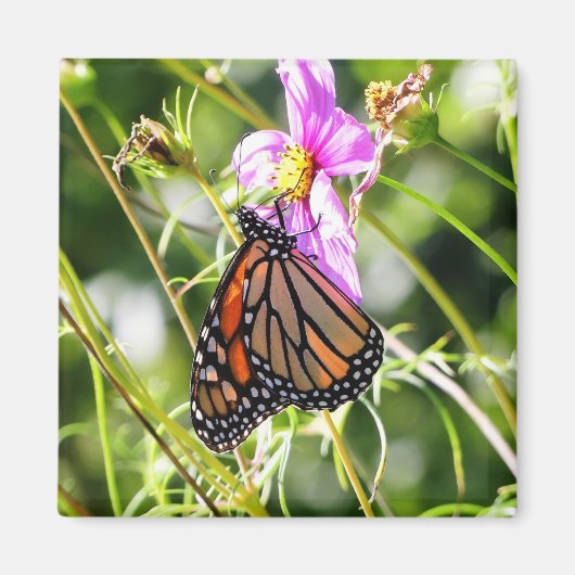 Monarch Butterfly Magnet (Vorne)