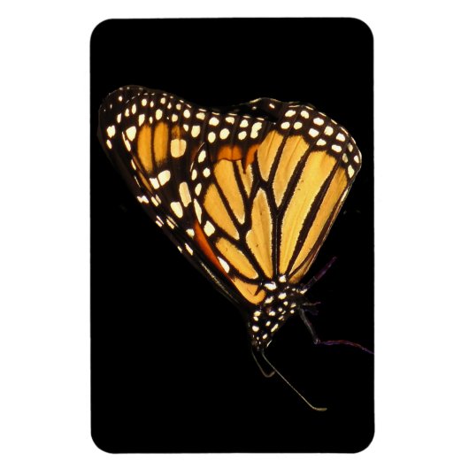 Monarch Butterfly Magnet (Vertikal)