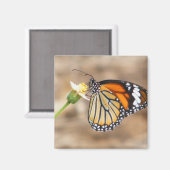 Monarch Butterfly Magnet (Vorderseite/Rückseite)