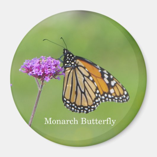 Monarch Butterfly-Magnet Magnet (Vorne)