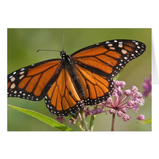 Monarch Butterfly-Männchen auf Sumpf-Milkweed (Vorderseite (Horizontal))