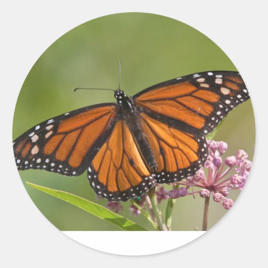 Monarch Butterfly-Männchen auf Sumpf-Milkweed Aufkleber (Vorderseite)