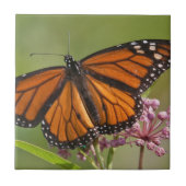 Monarch Butterfly-Männchen auf Sumpf-Milkweed Fliese (Vorderseite)