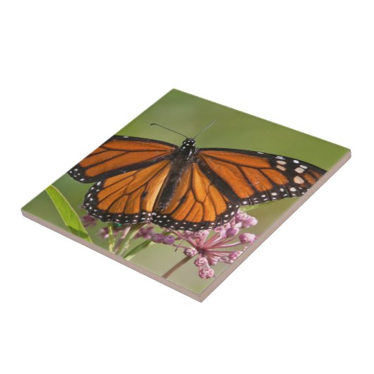 Monarch Butterfly-Männchen auf Sumpf-Milkweed Fliese (Seite)