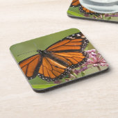 Monarch Butterfly-Männchen auf Sumpf-Milkweed Getränkeuntersetzer (Linke Seite)