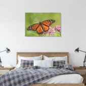 Monarch Butterfly-Männchen auf Sumpf-Milkweed Leinwanddruck (Insitu (Schlafzimmer))