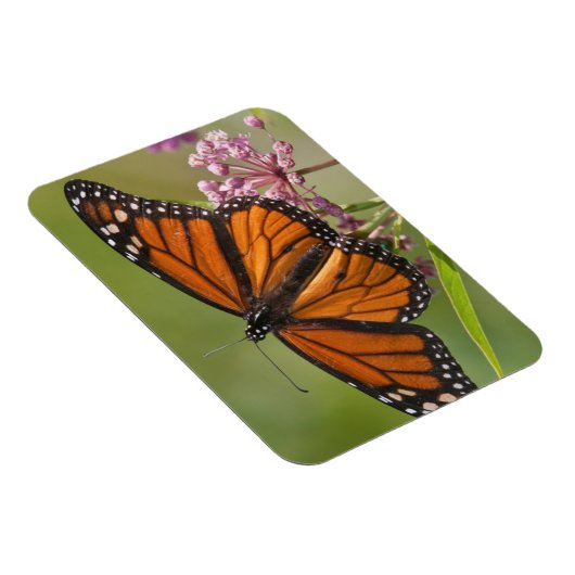 Monarch Butterfly-Männchen auf Sumpf-Milkweed Magnet (Rechte Seite)