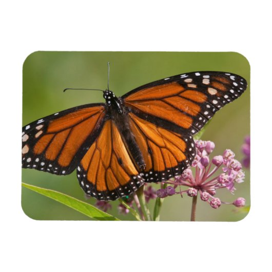 Monarch Butterfly-Männchen auf Sumpf-Milkweed Magnet (Horizontal)