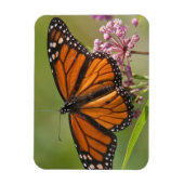 Monarch Butterfly-Männchen auf Sumpf-Milkweed Magnet (Vertikal)