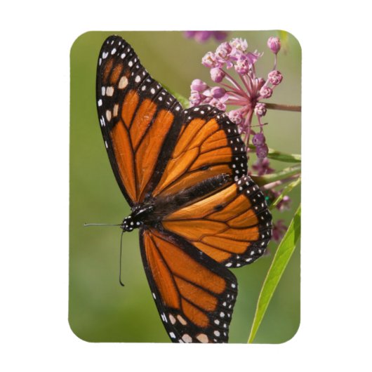Monarch Butterfly-Männchen auf Sumpf-Milkweed Magnet (Vertikal)