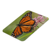 Monarch Butterfly-Männchen auf Sumpf-Milkweed Magnet (Linke Seite)