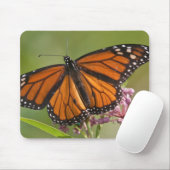 Monarch Butterfly-Männchen auf Sumpf-Milkweed Mousepad (Mit Mouse)