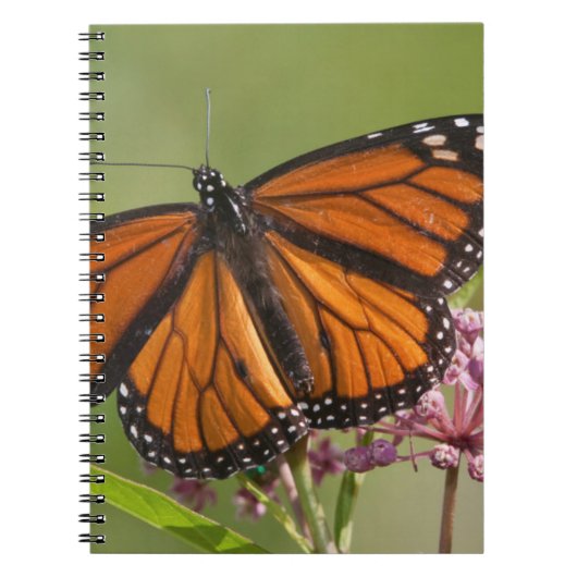 Monarch Butterfly-Männchen auf Sumpf-Milkweed Notizblock (Vorderseite)