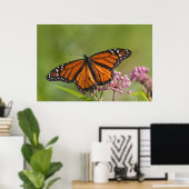 Monarch Butterfly-Männchen auf Sumpf-Milkweed Poster (Heimbüro)