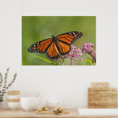 Monarch Butterfly-Männchen auf Sumpf-Milkweed Poster (Küche)