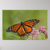 Monarch Butterfly-Männchen auf Sumpf-Milkweed Poster (Vorne)