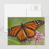 Monarch Butterfly-Männchen auf Sumpf-Milkweed Postkarte (Vorne/Hinten)