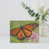 Monarch Butterfly-Männchen auf Sumpf-Milkweed Postkarte (Stehend Vorderseite)